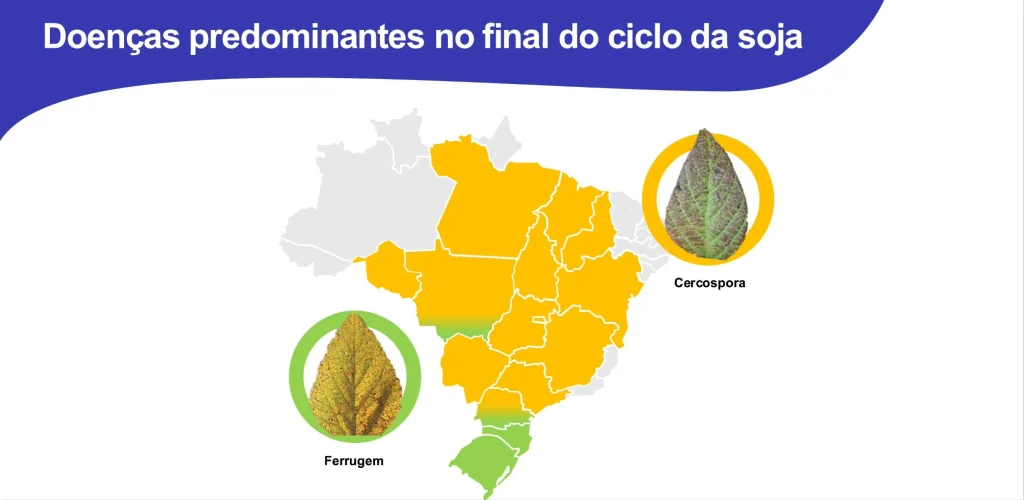 Alt-text: Infográfico do mapa do Brasil sinalizando nas cores verde e amarelo a incidência da ferrugem e cercospora em cada Estado.