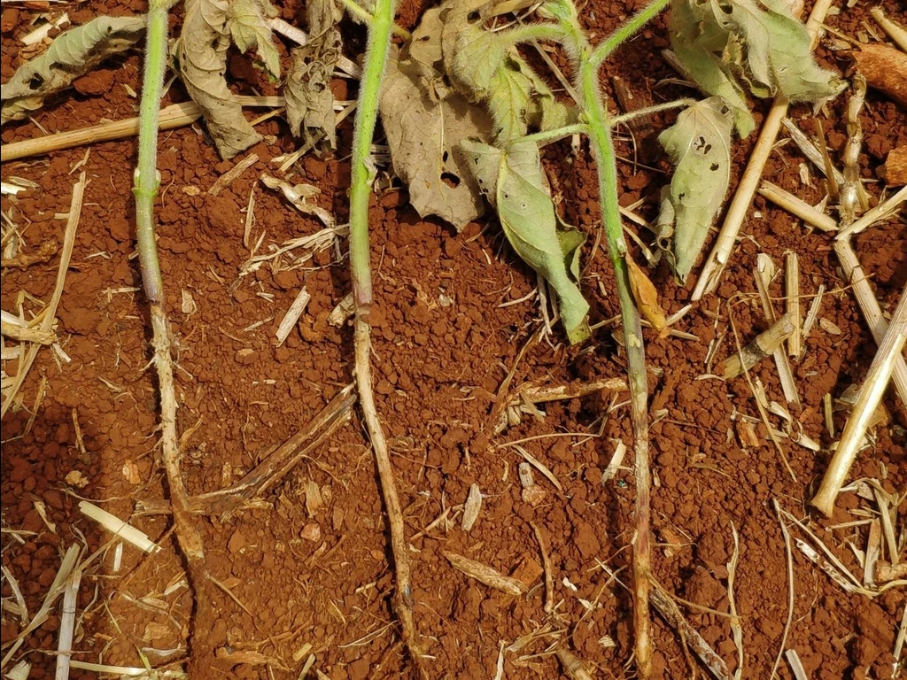 Imagem de um solo com plantação 