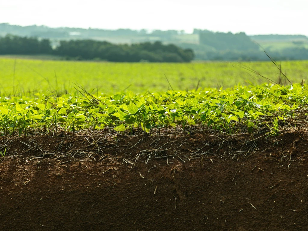 Plantação em tons de verde com arvores ao fundo 