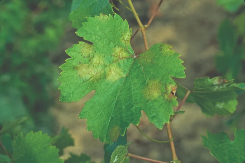 Plasmopara viticola - mildio em folha de uva 