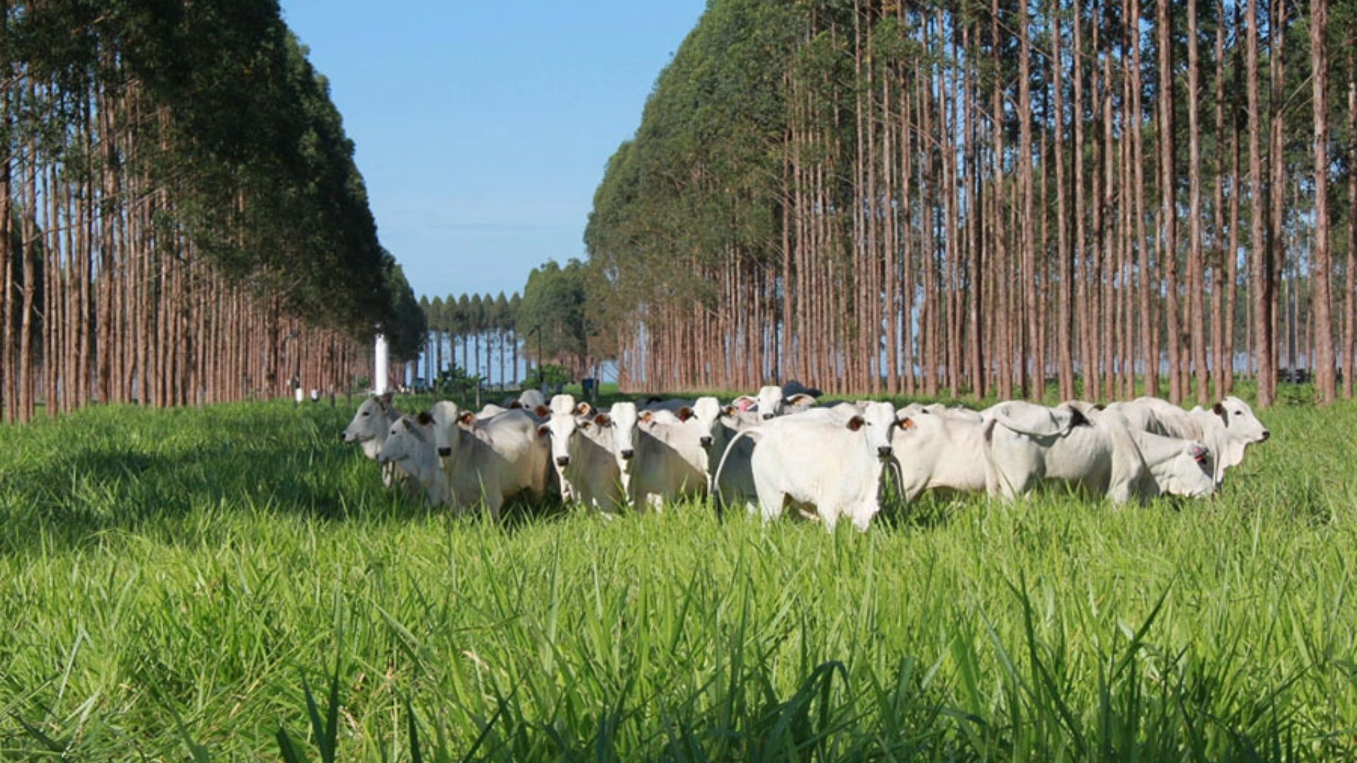 Paisagem de pastagem verde com gado branco pastando entre fileiras simétricas de árvores.