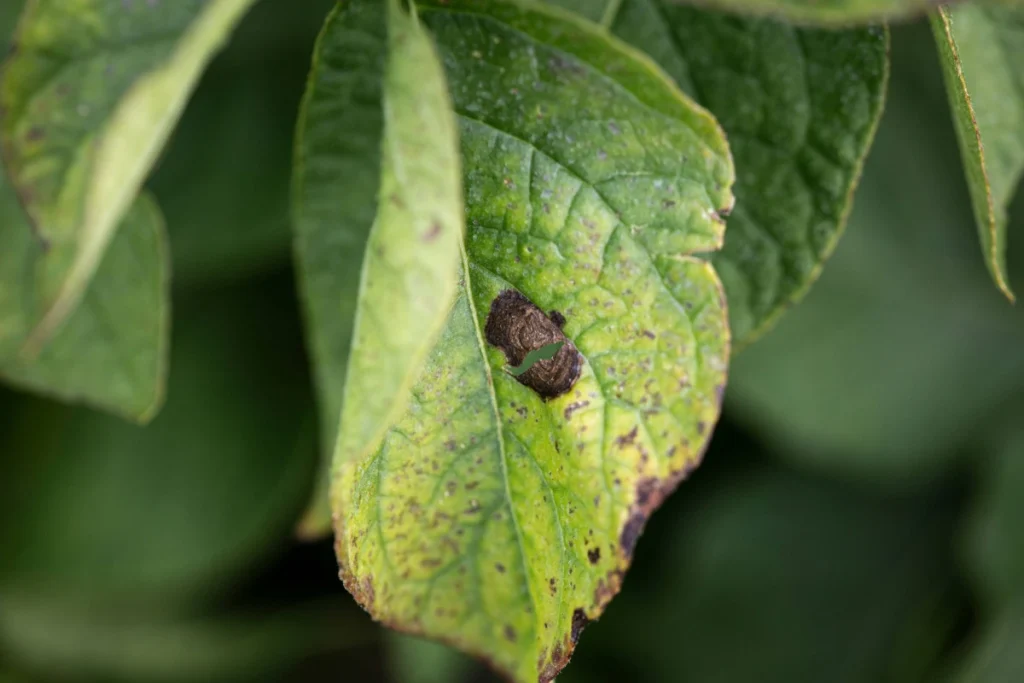 Folha de batata com dano de pinta-preta/mancha-de-alternaria/Alternaria solani