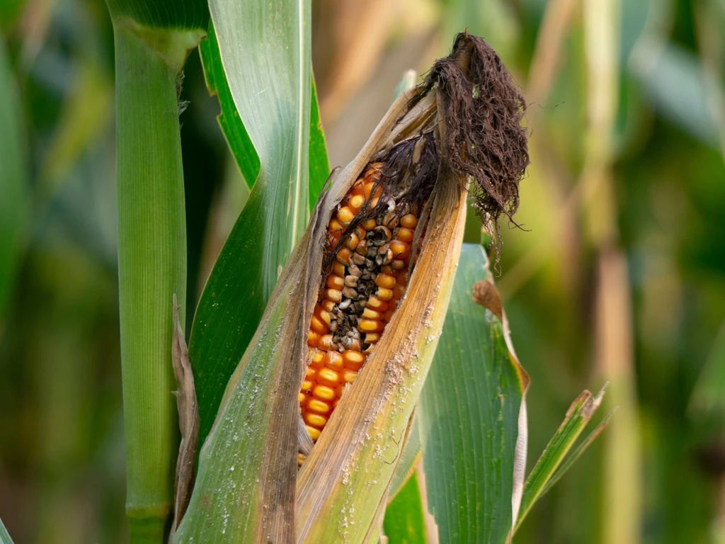 Uma espiga de milho nitidamente doente 