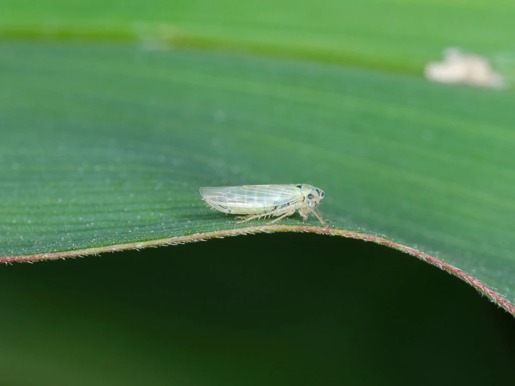 imagem de uma praga em cima de uma folha verde 
