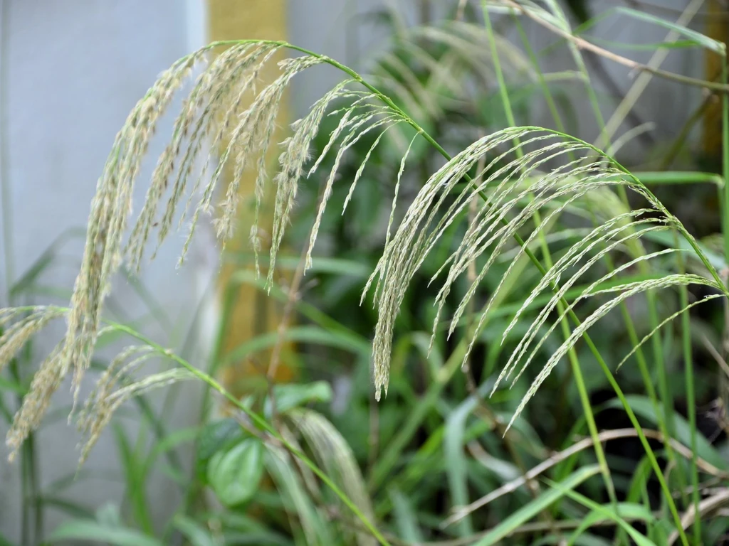 Planta daninha em close 