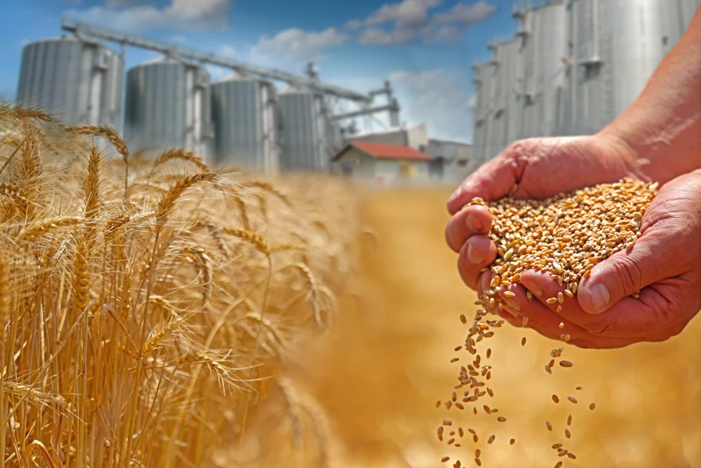 A integração com o armazenamento: evitando filas e perdas na colheita 