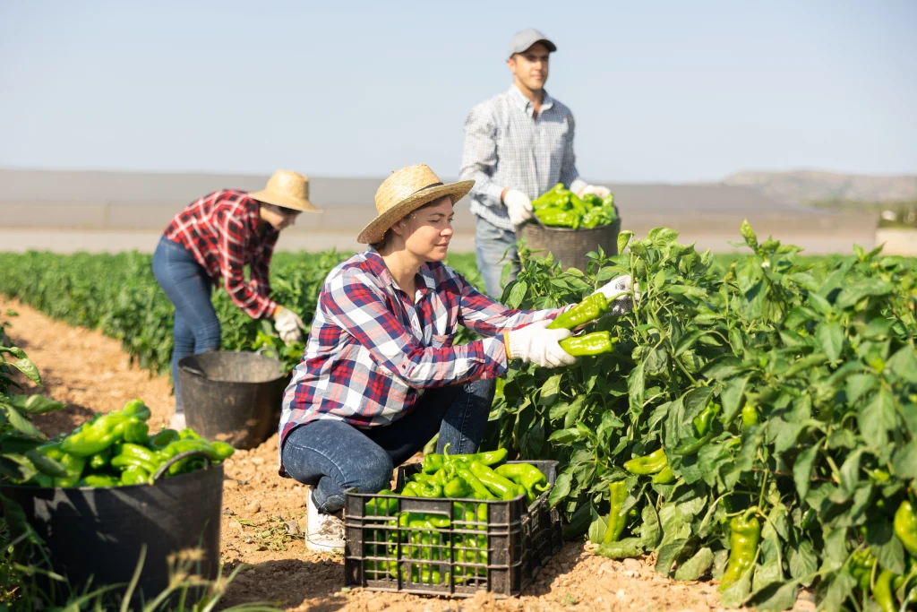 Agricultores colhendo verdura no campo