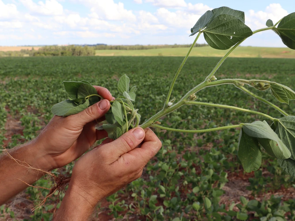 mãos segurando um ramo de planta 