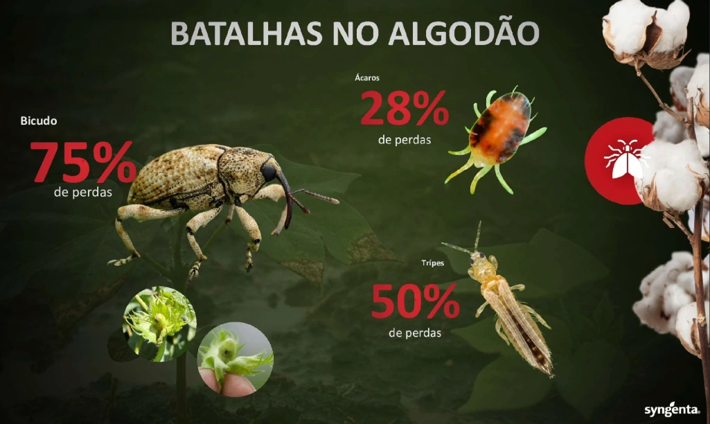 Infográfico das principais pragas do algodão, como bicudo, tripes e ácaros, com perdas potenciais de até 75% na produtividade