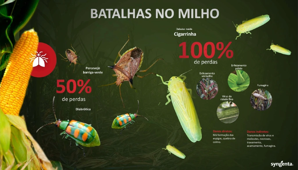 Infográfico das principais pragas do milho, como cigarrinha e percevejo, destacando perdas que podem chegar a 100% devido a danos diretos e indiretos