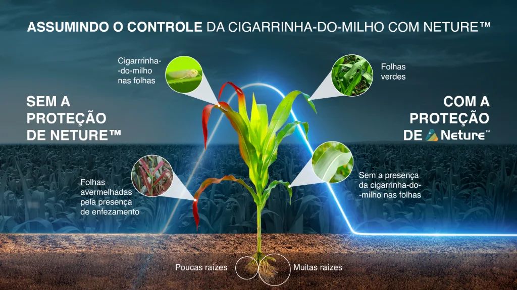Infográfico mostrando o contraste entre um pé de milho sem e com a proteção de NETURE™. Sem proteção, a planta está doente (folhas avermelhadas, poucas raízes). Com a proteção, a planta está saudável (folhas verdes, muitas raízes) e livre de cigarrinha.