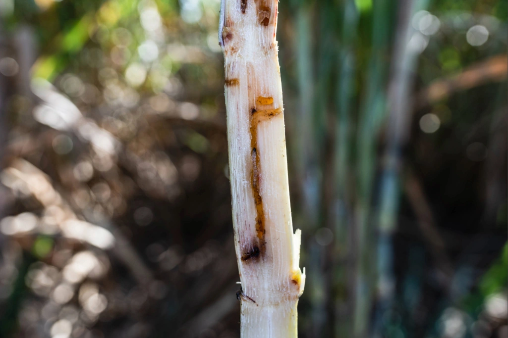 Colmo de cana aberto ao meio, evidenciando galerias e danos causados pela lagarta da broca-da-cana (Diatraea saccharalis).