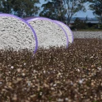 Cultura de algodão pronta para colheita