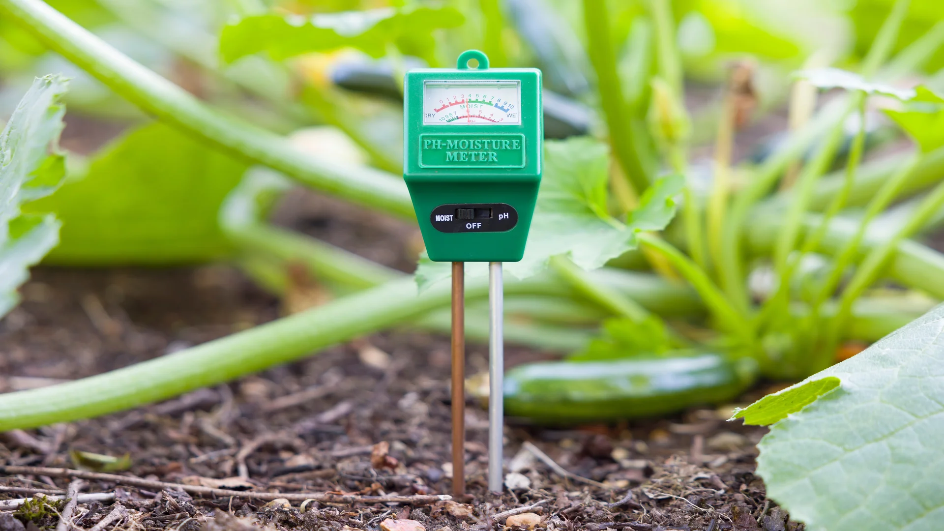 Uma mão segurando uma batata na frente de uma pilha de batatas