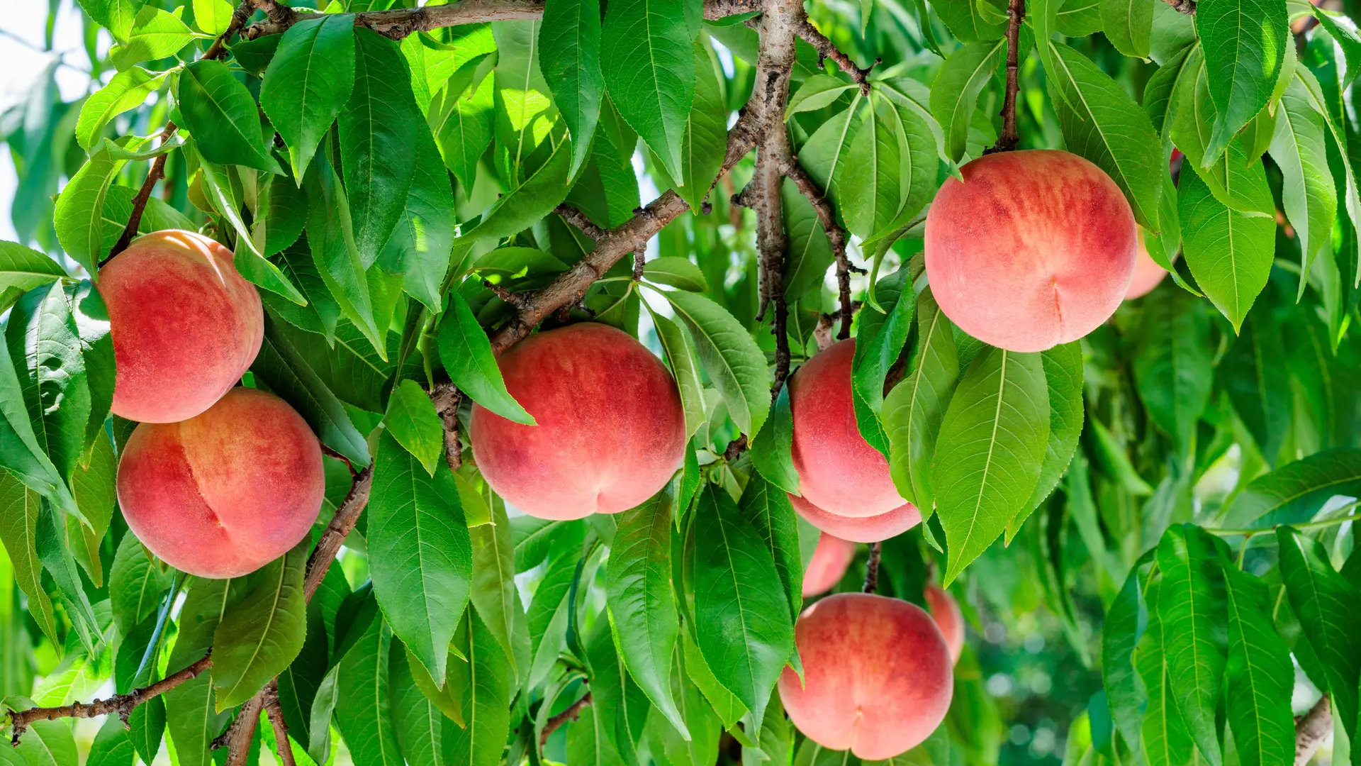 Arvore de pêssegos com pêssegos maduros