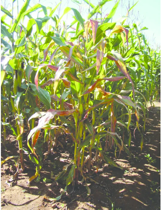 Sintomas do enfezamento-vermelho em planta de milho, doença transmitida pela cigarrinha-do-milho.