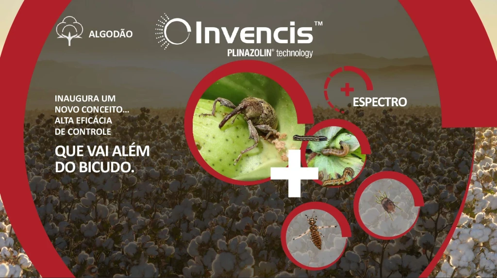 Infográfico das principais pragas do algodão, como bicudo, tripes e ácaros, com perdas potenciais de até 75% na produtividade