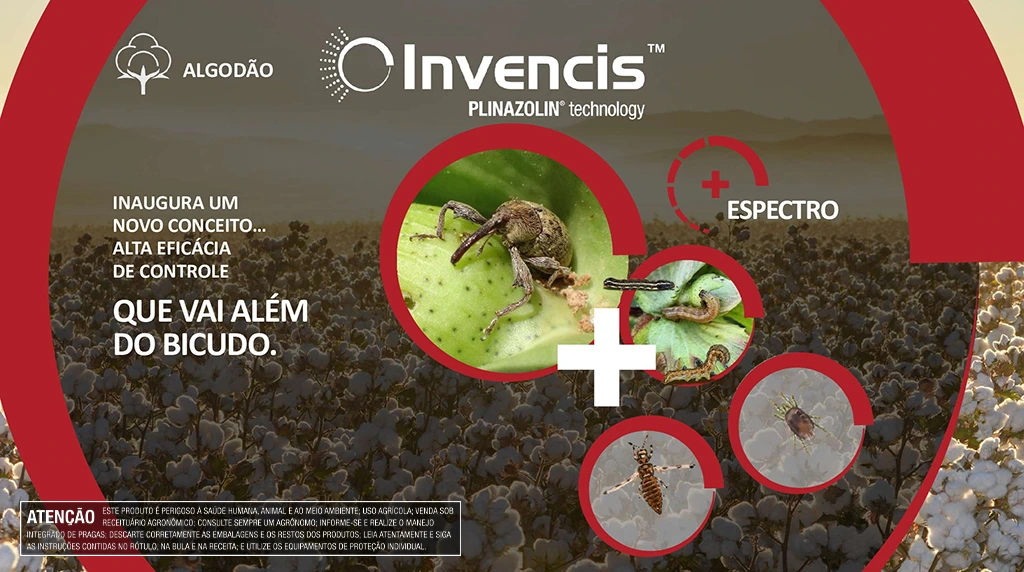 Infográfico das principais pragas do algodão, como bicudo, tripes e ácaros, com perdas potenciais de até 75% na produtividade