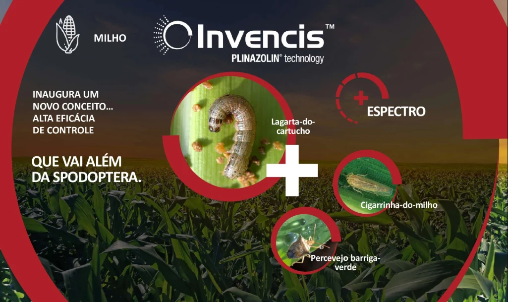 Infográfico das principais pragas do milho, como cigarrinha e percevejo, destacando perdas que podem chegar a 100% devido a danos diretos e indiretos