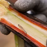 lagarta da broca-da-cana (Diatraea saccharalis) andando sobre colmo da cana aberto.