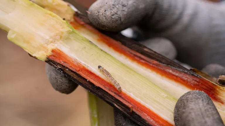 lagarta da broca-da-cana (Diatraea saccharalis) andando sobre colmo da cana aberto.