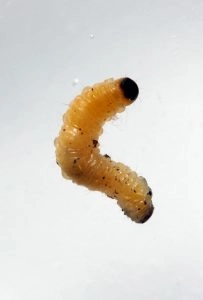 Larva-alfinete, a fase larval da praga vaquinha-verde-amarela.