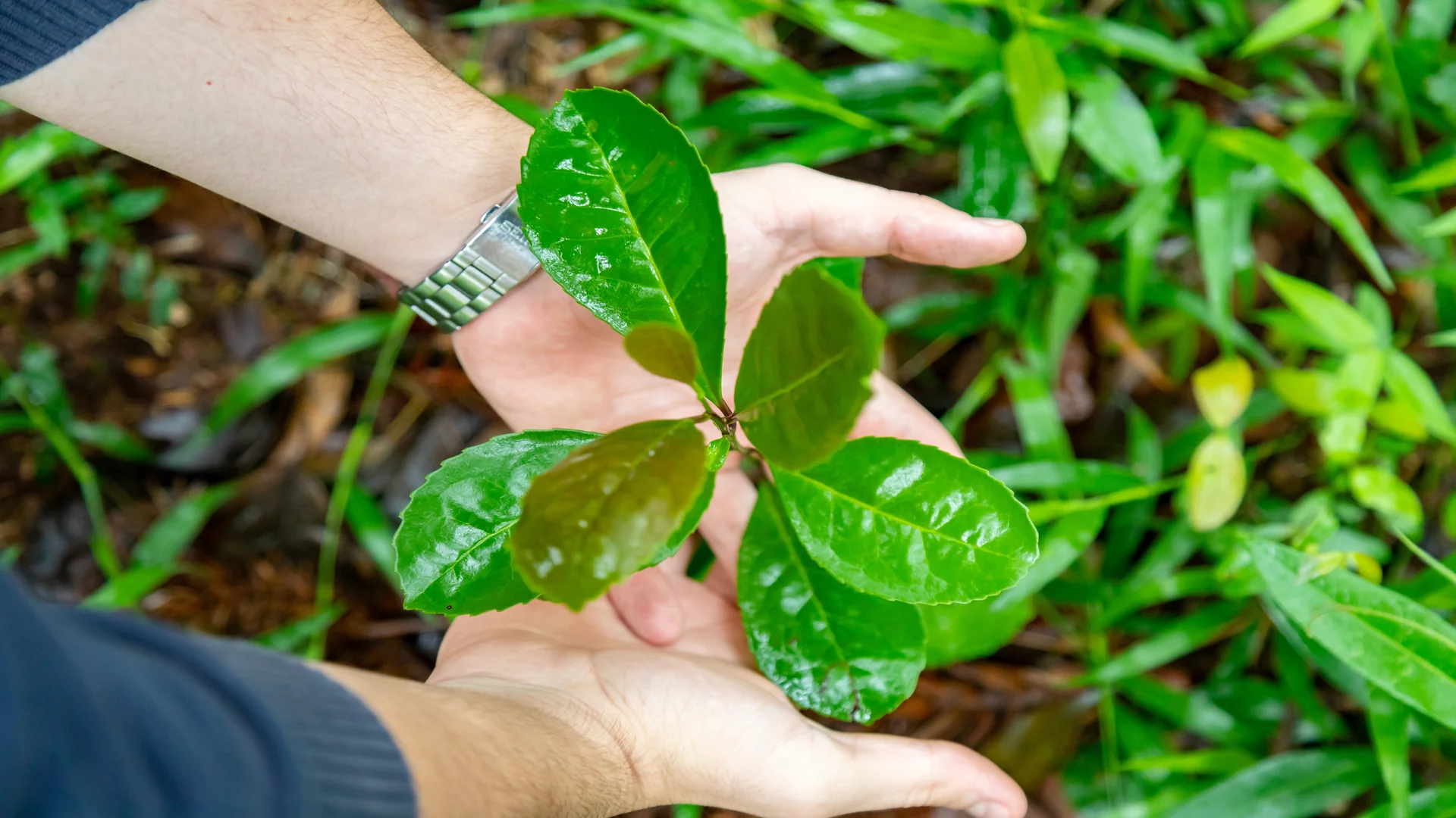 Pessoa segurando uma folha de planta