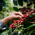 Pessoa segurando sementes de café em um pé de café