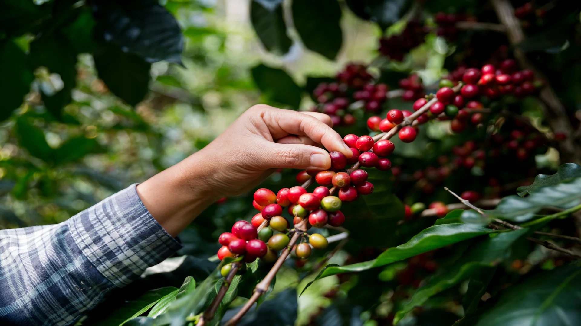 Pessoa segurando sementes de café em um pé de café