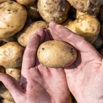 Uma mão segurando uma batata na frente de uma pilha de batatas