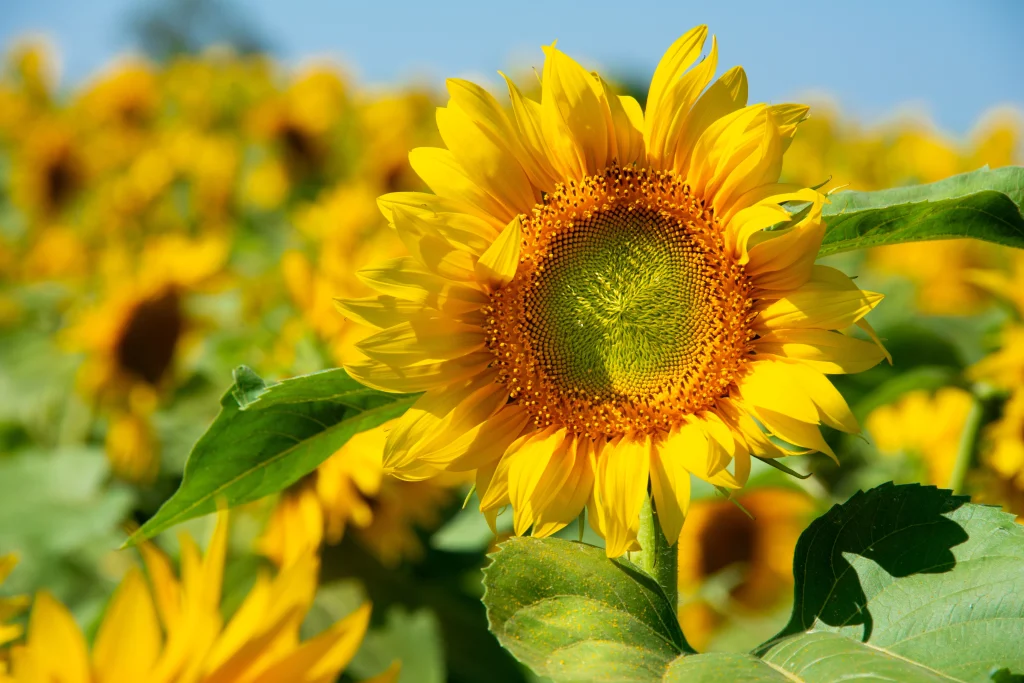 Plantação de girassol 