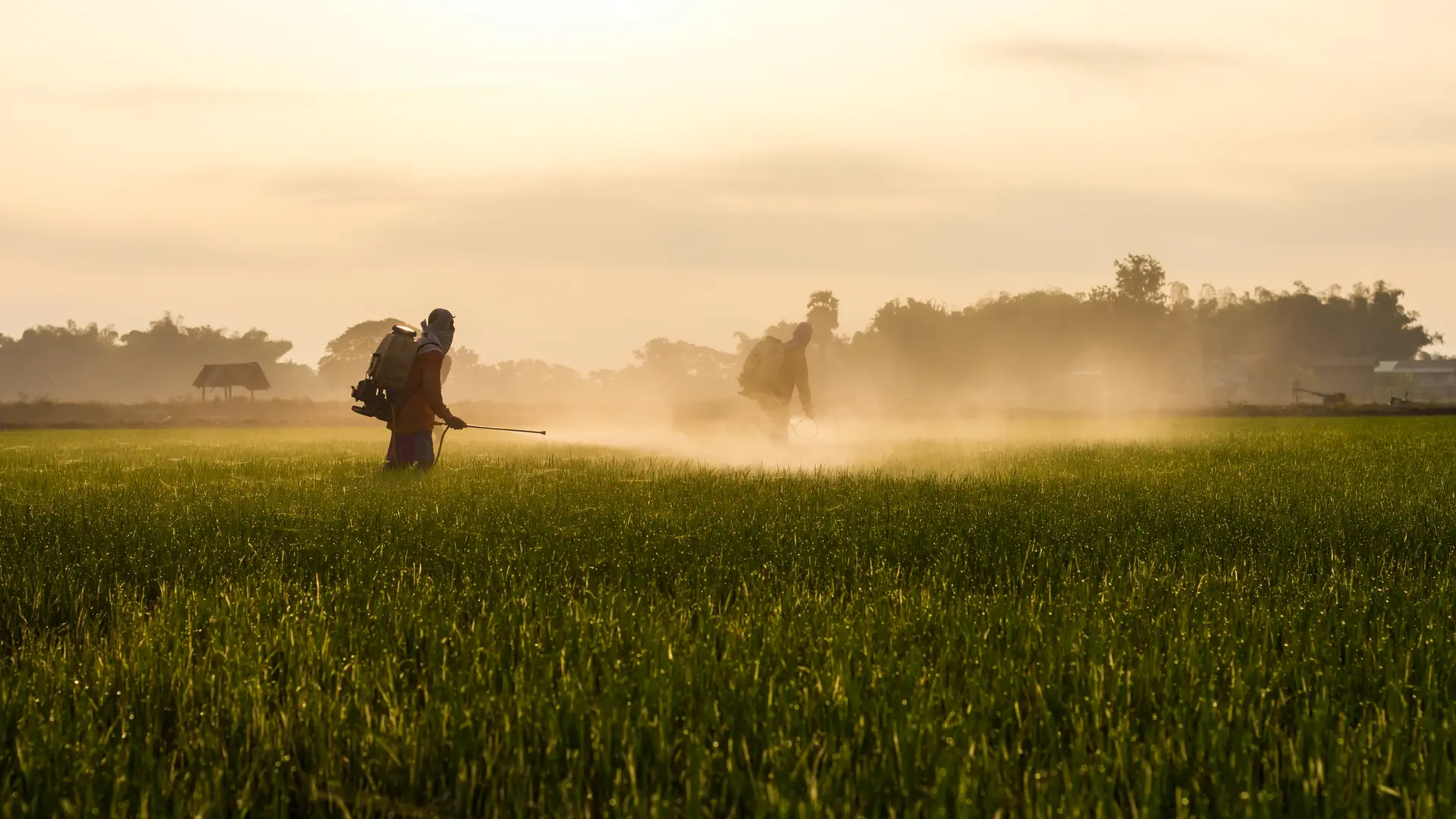 Pessoa pulverizando um campo agrícola