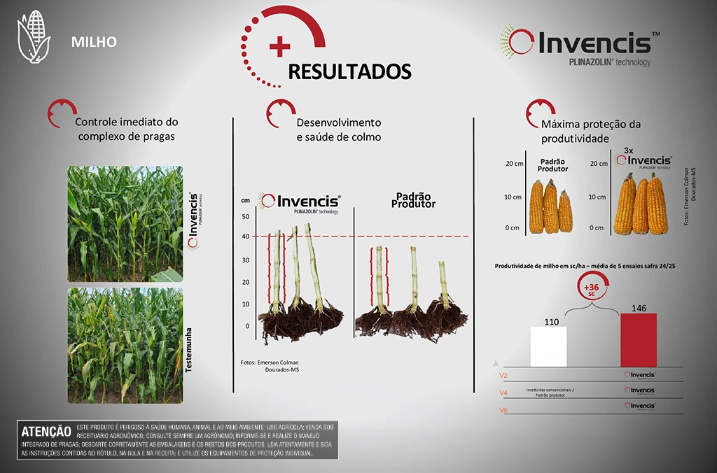 Comparação de plantas de milho tratadas com Invencis e padrão produtor, evidenciando maior desenvolvimento de colmo e aumento de produtividade, com espigas maiores e ganho médio de 36 sacas por hectare