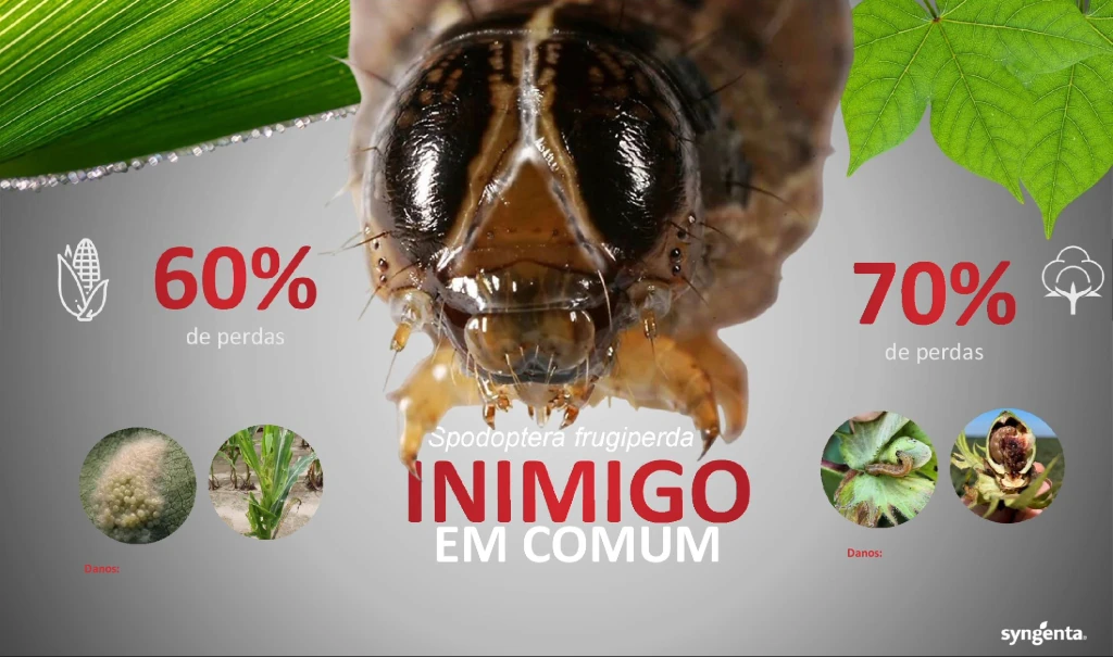 Imagem destacando a lagarta-do-cartucho como praga comum entre milho e algodão, com potencial de perdas de até 60% e 70%, respectivamente