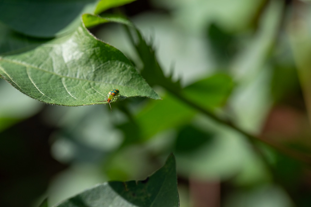 Vaquinha-verde-amarela pousada em folha, a fase adulta da larva-alfinete.