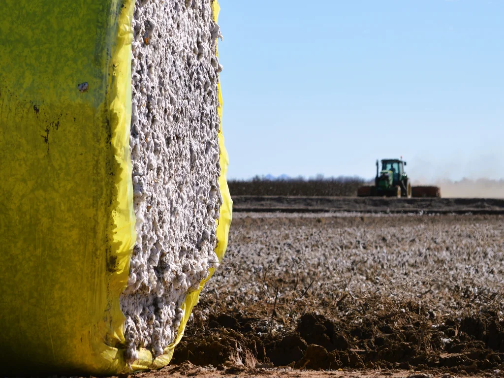Colheita de algodão em um campo aberto 