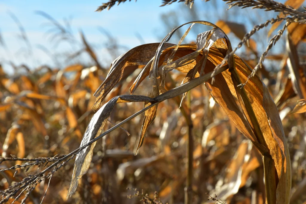 Folhas secas em uma plantação 