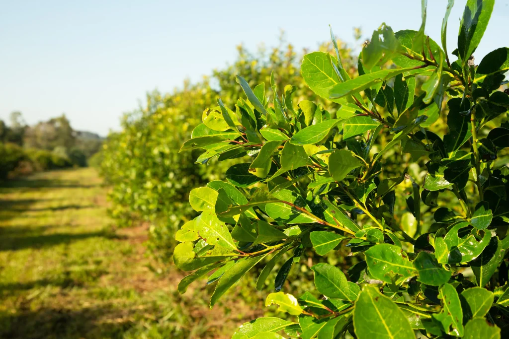 Plantas em um campo aberto 