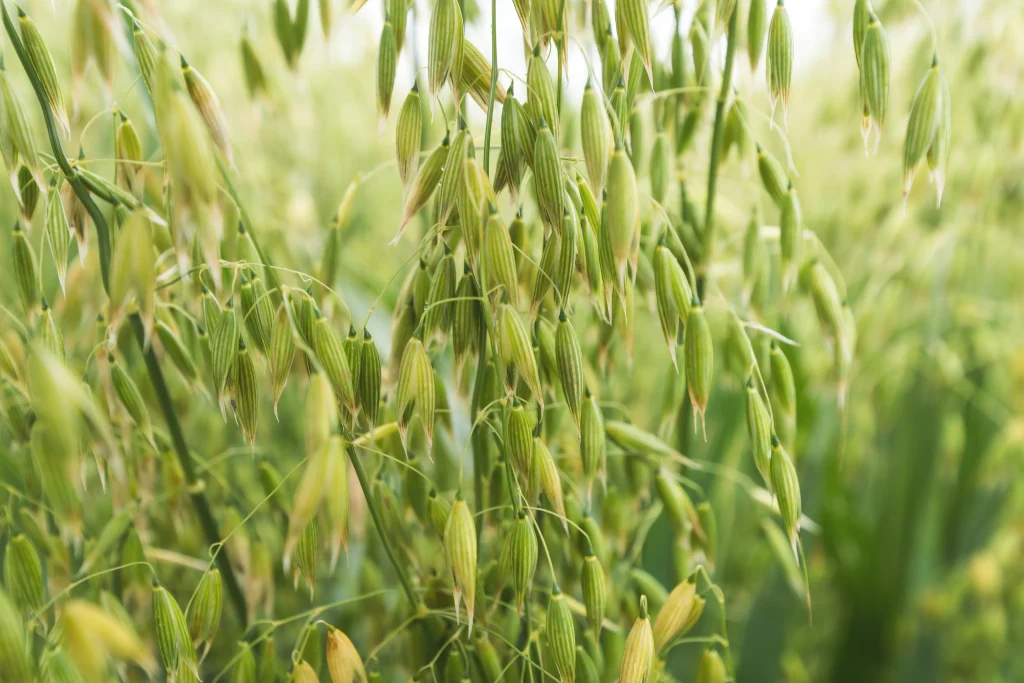 Plantação de aveia 