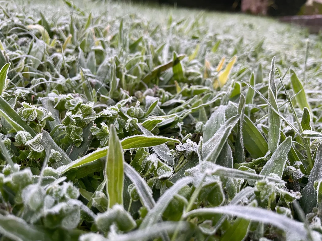 Plantas cobertas por gelo em uma lavoura 