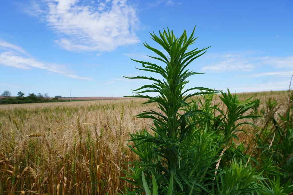 Planta daninha em um campo aberto 