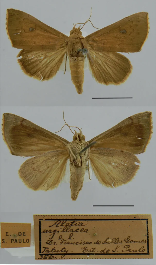 Mariposa Alabama argillacea, fase adulta do curuquerê-do-algodoeiro.