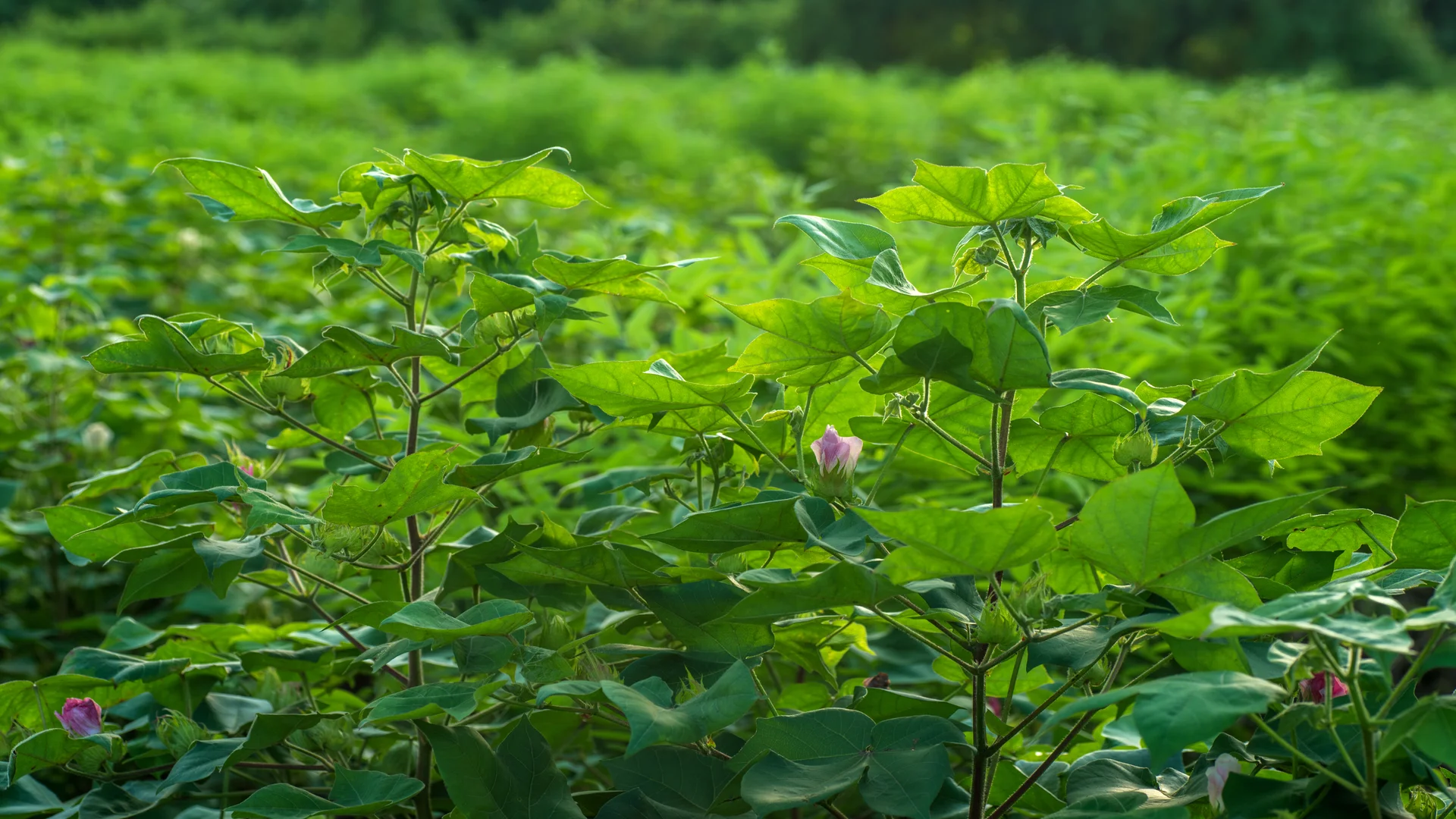 Lavoura de algodoeiro em fase de florescimento, estágio crítico para o manejo da Alabama argillacea