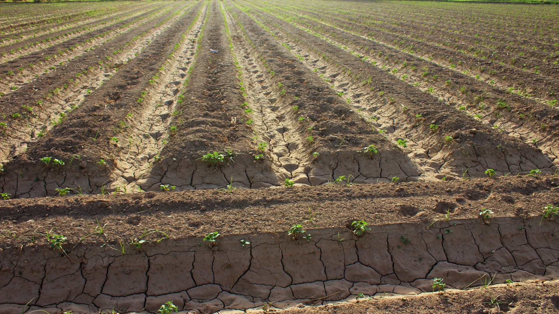 Campo aberto com plantação