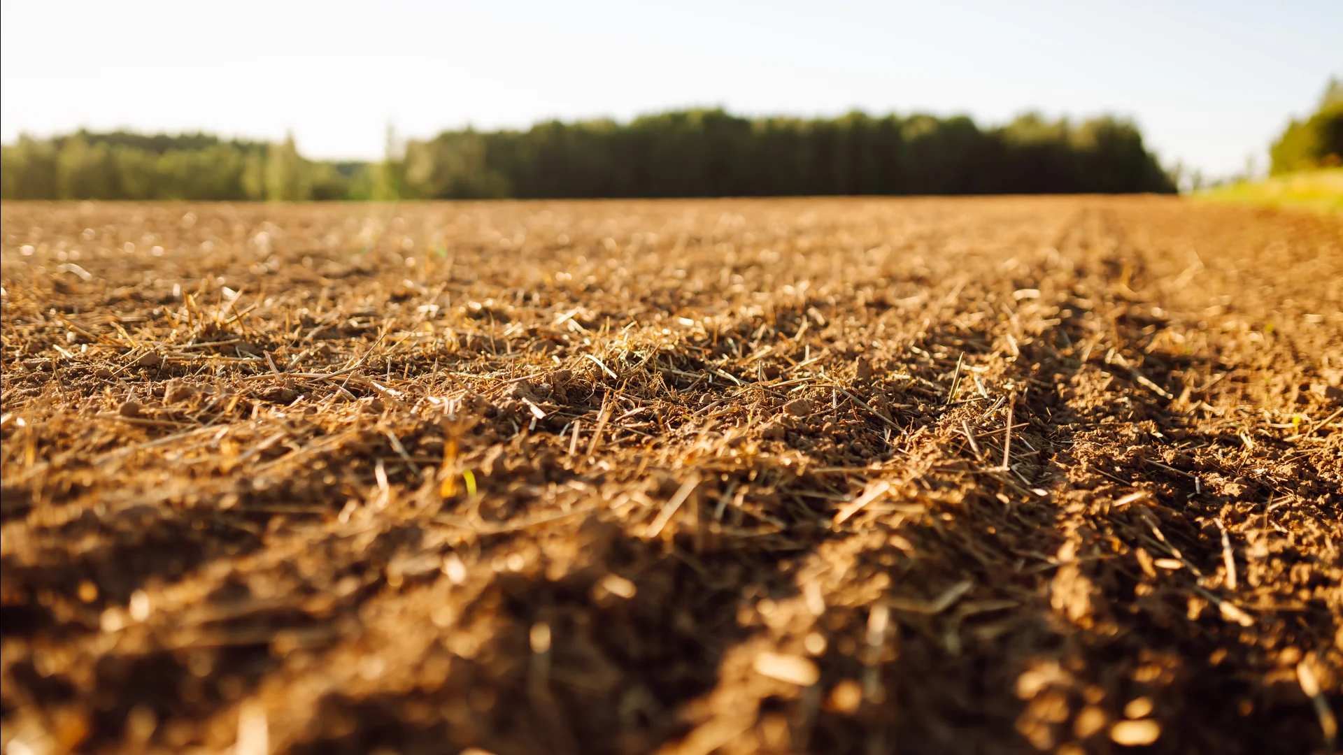 Plantação em um campo aberto