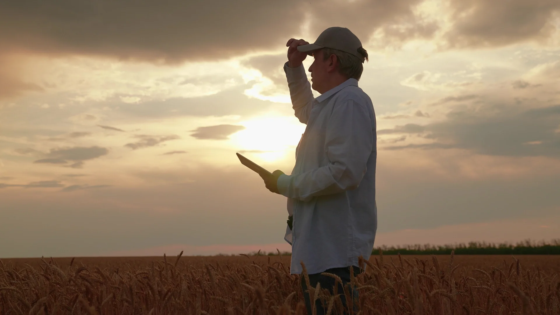 Mãos do agricultor segurando o computador tablet no campo de trigo