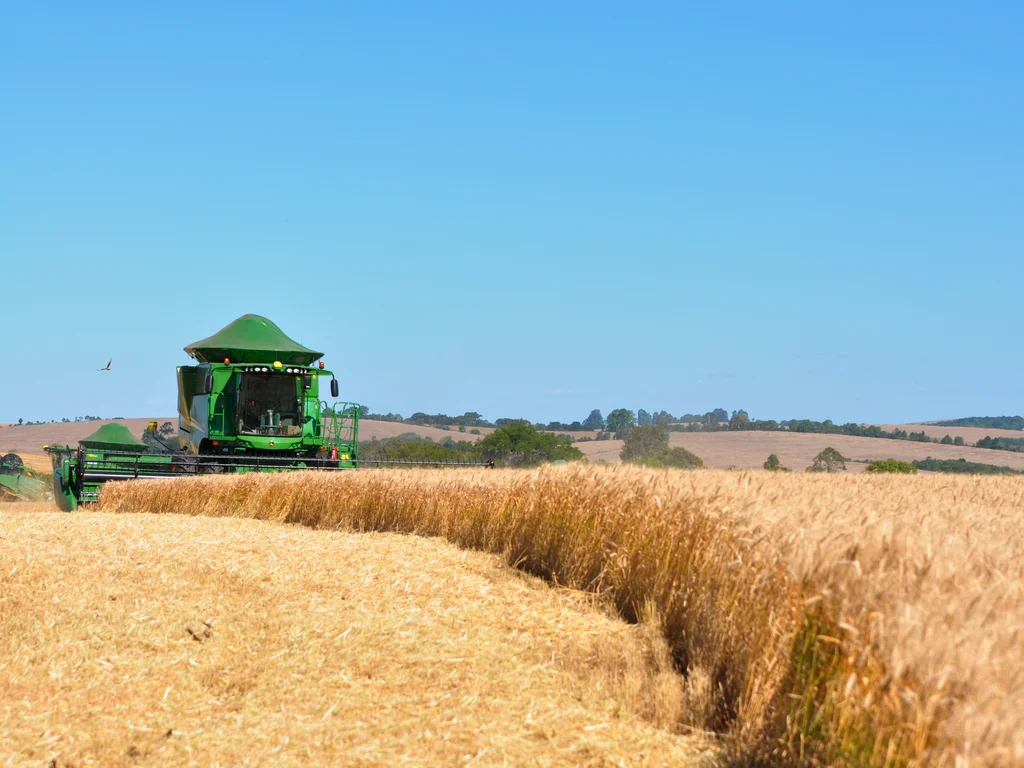 Vasto campo de trigo com uma colheitadeira ao fundo