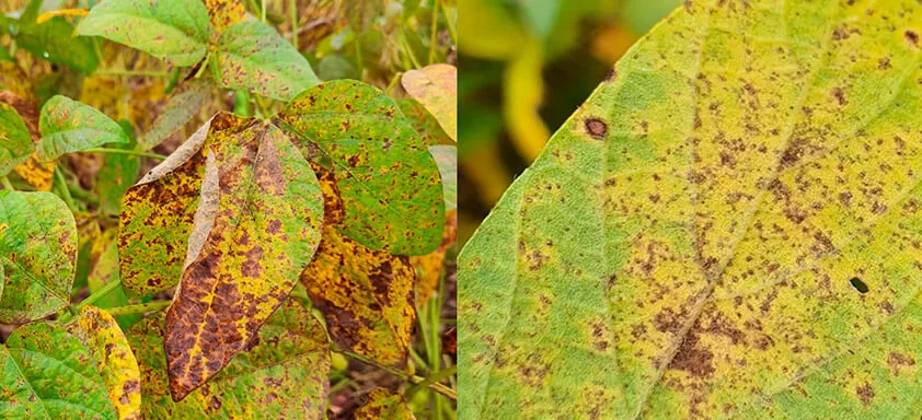 Cercospora e ferrugem na soja, doenças da soja que marcaram presença na safra 2025/26.
