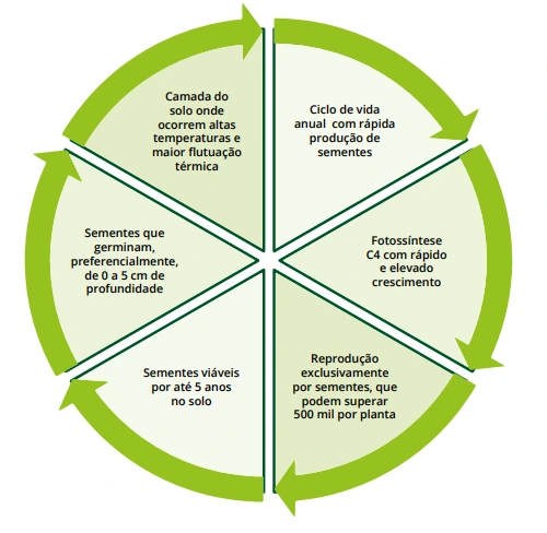 infográfico com características que facilitam a dispersão e dificultam o controle das plantas de Amaranthus spp.