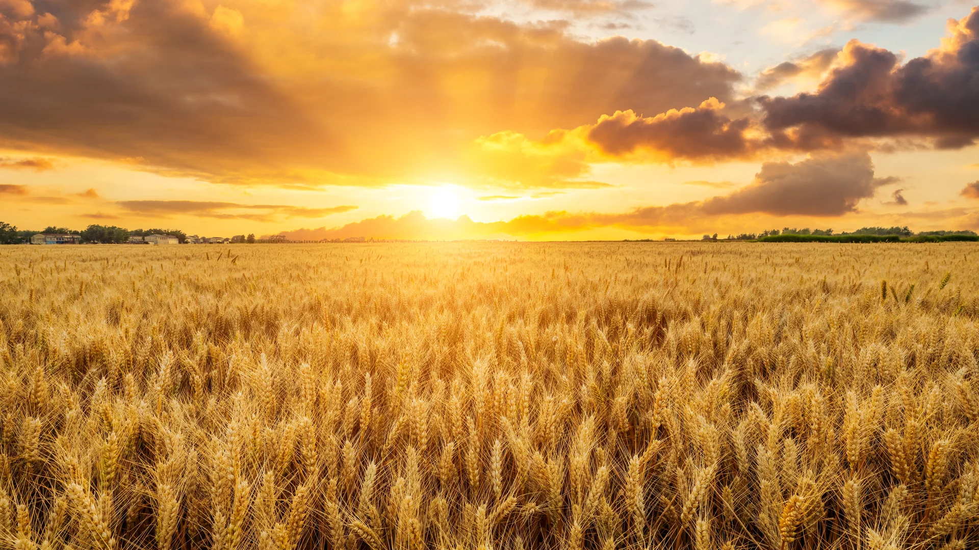 Campo aberto com um por do sol